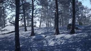 Natural Environment | SpeedTree 8 - Unreal Engine