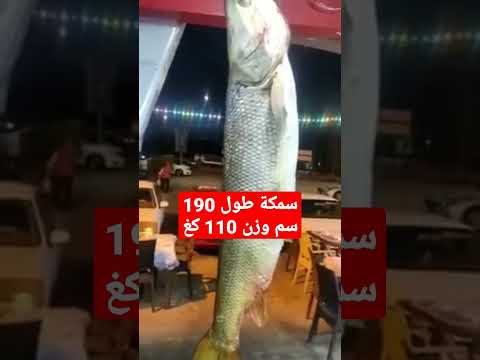 سمكة طول 190 سم ووزنها 110 كغ