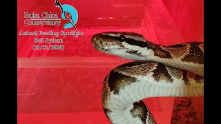 Animal Feeding Spotlight - Rogue the Ball Python! Net Worth