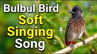 Bulbul Bird Song | Bulbul Bird Soft Singing Song | Bulbul Call | Bulbul Sounds | Bulbul Song screenshot 5