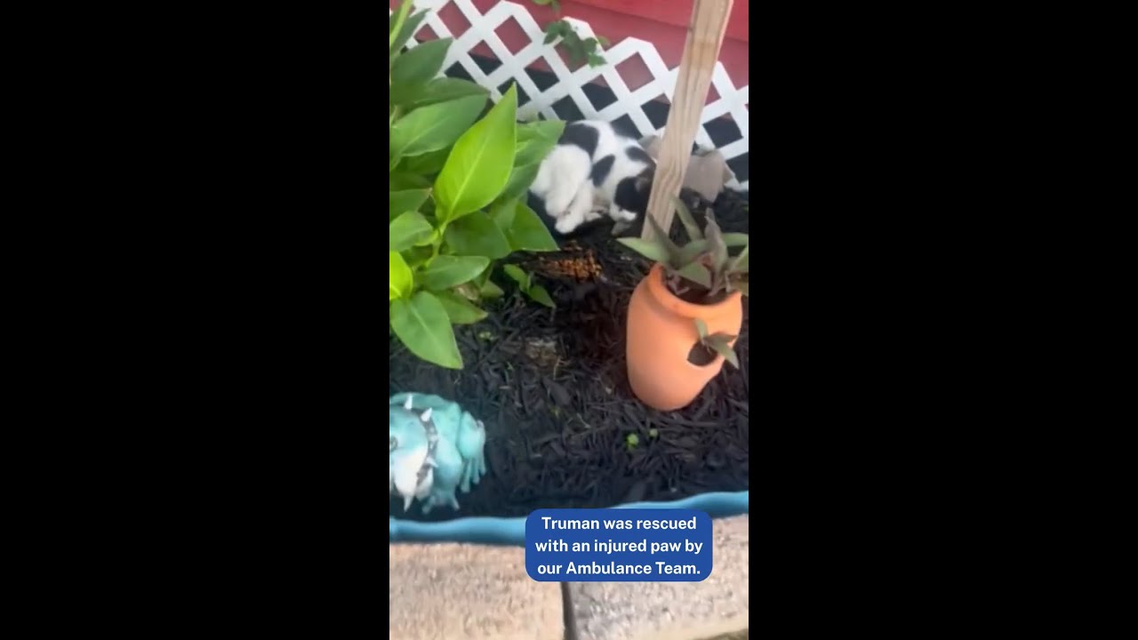 Rescued: Truman's Story