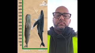 #bluewhales#duet#glacierm416newtrick#oceanwaves#tidalwaves#dolphins#canadanews#canadavlogs