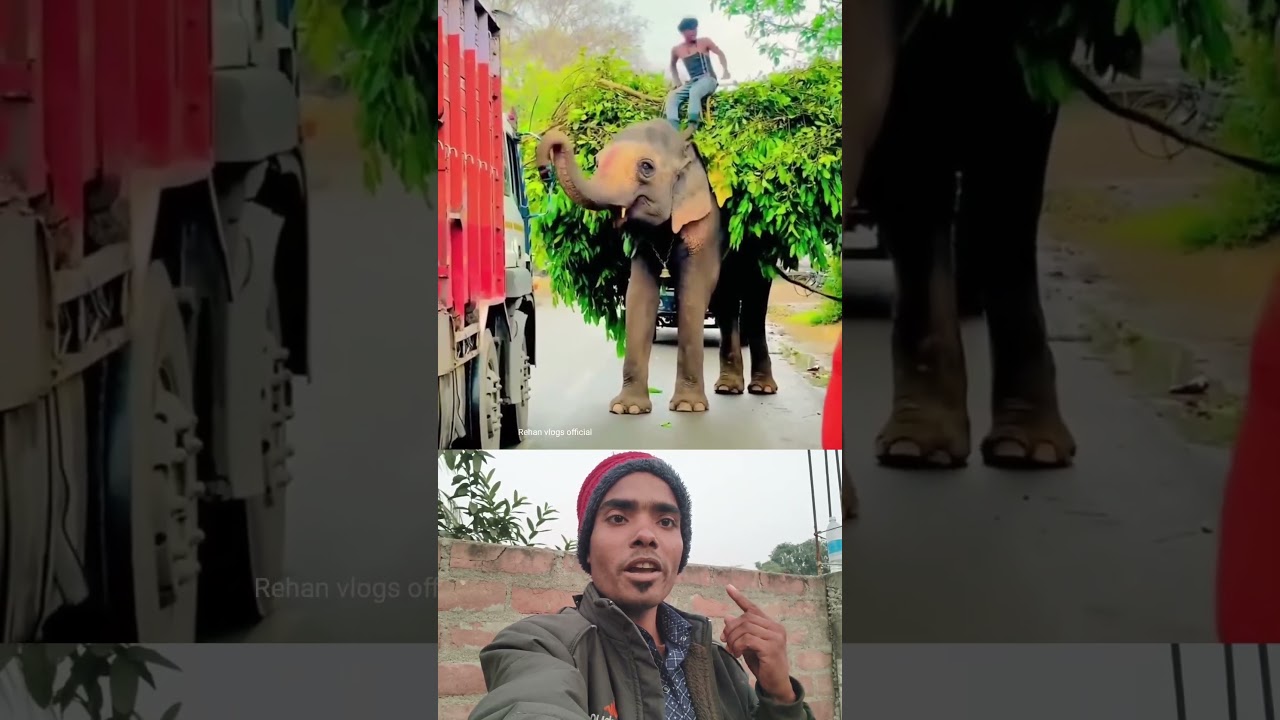 Elephant blessed the driver 😎❤️ Sigma rule | inspirational motivational quotes 
