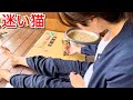 3日間ずっと家の周りで鳴き続けている子猫を保護しました。