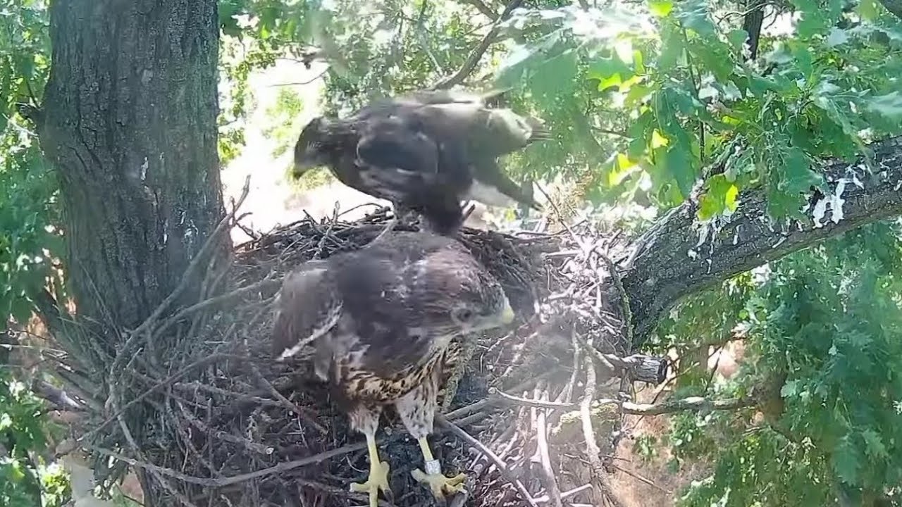 Common Buzzards Little bird attack on brother head June 19, 2022