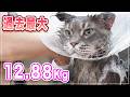 【スタークちゃん】チャンネル史上最大 12.88 キロの猫、さすがにデカい！【メインクーン】