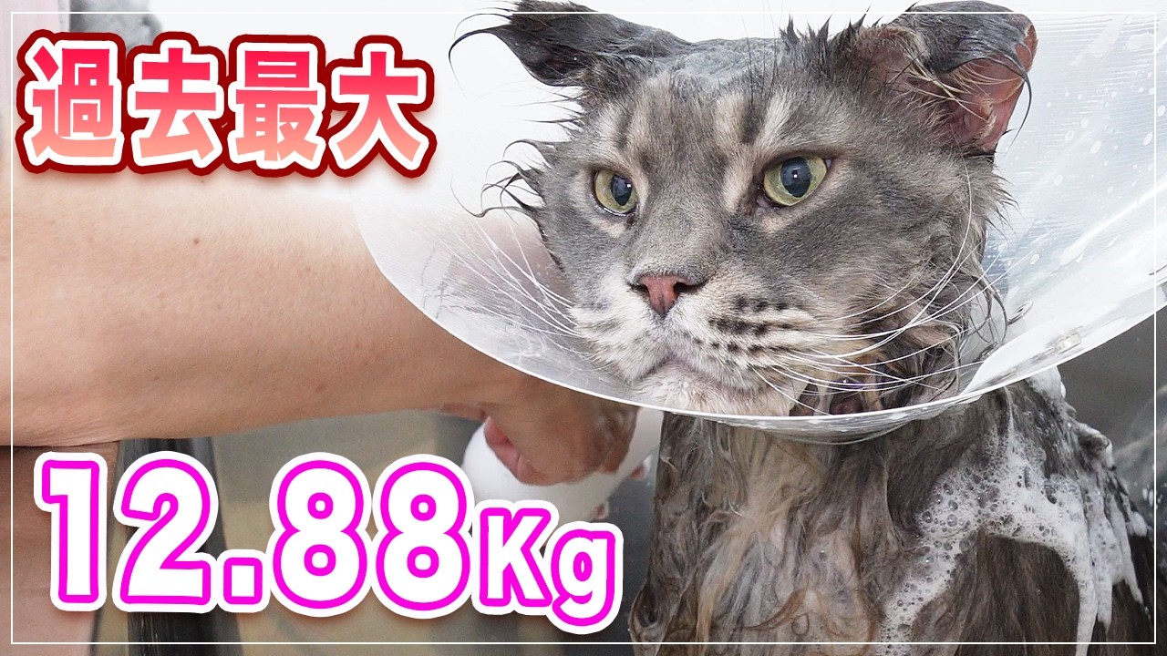 【スタークちゃん】チャンネル史上最大 12.88 キロの猫、さすがにデカい！【メインクーン】