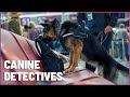 Sniffer Dog Locates Hidden Drugs On An Aeroplane | K9 Mounties S1 EP5 | Wonder