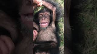 Chimp laughter is the best medecine!