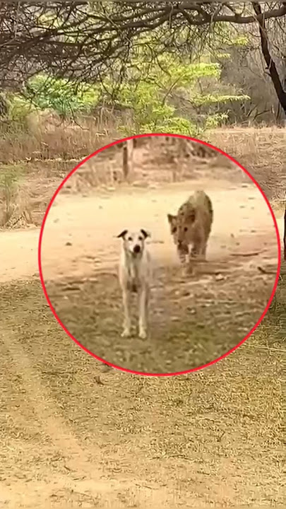 Leopard Attack On Dog 😨😨 | #shorts #shortsfeed #attack