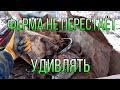 КОП НА ВЫБИТОЙ ФЕРМЕ! ЧАСТЬ 2