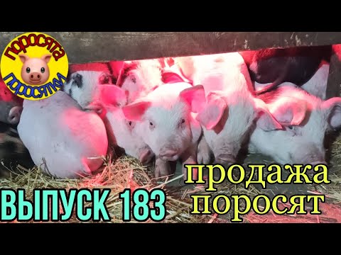 О наболевшем// Продажа