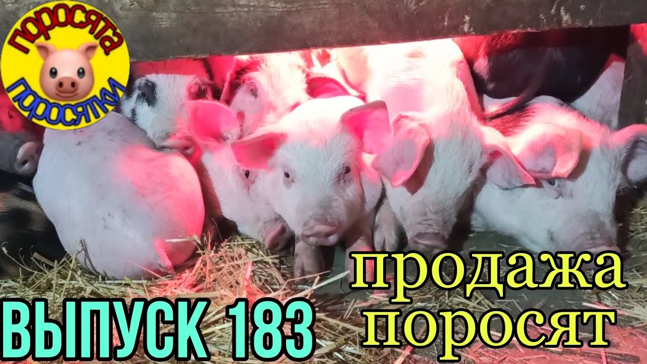 Купить Продать Поросят В России