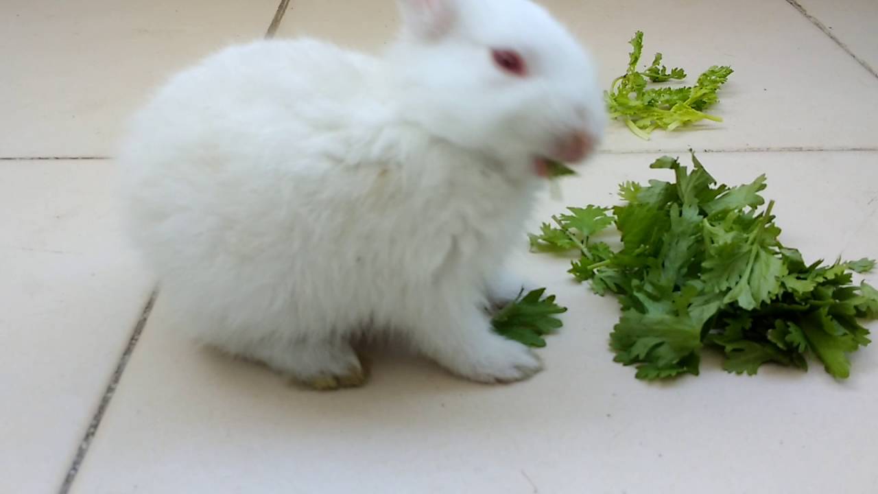 Funny rabbit eating food