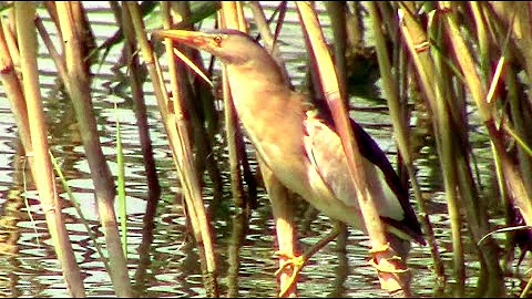 Выпь малая, или волчок (Ixobrichus minutus) || little bittern fishing