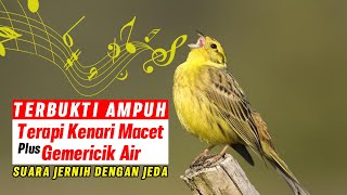 SUARA TERAPI KENARI MACET BUNYI | AMPUH MENYEMBUHKAN KENARI MACET DAN STRES