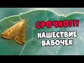 СРОЧНО! Нашествие бабочек! ОПАСНО. Как бороться?