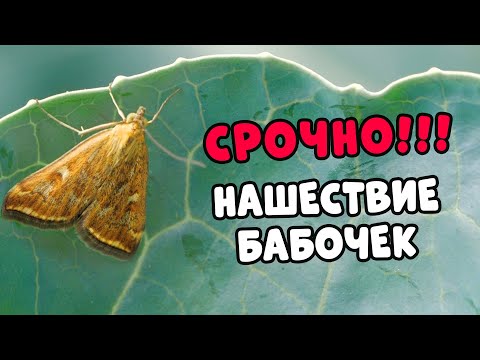 Видео: Нужны ли кусты бабочек удобрениями - когда и как удобрять куст бабочек