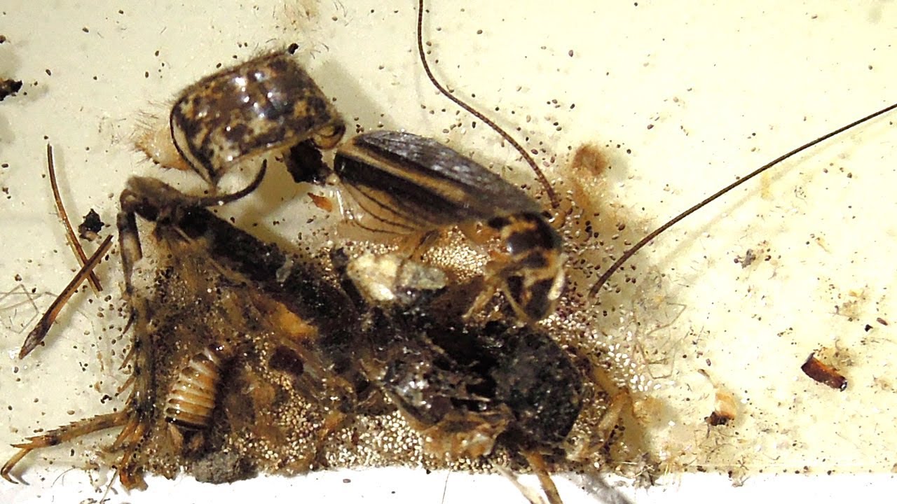 Unchecked Sticky Traps Provide Food for Carpet Beetles 