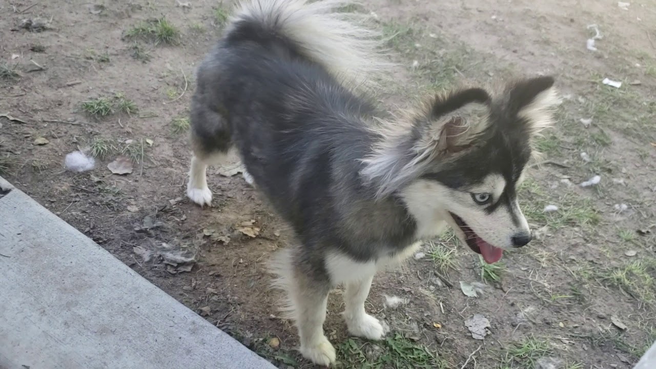 mini pomsky full grown