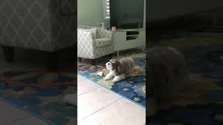 Havanese dog Coco growling around