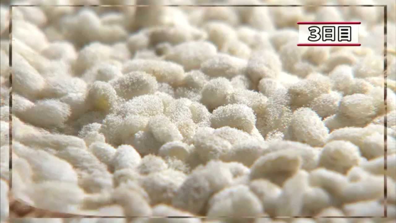 種麹種類 – 麹の原料 – DSJM