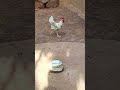 la poule son fils et son mari