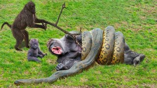 The Monkey Army Faces a Hungry Python - Can the Poor Monkey Survive?
