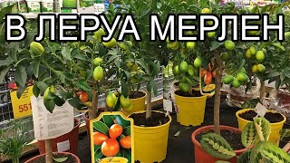 Леруа Мерлен Цитрусы.Комнатные растения после покупки