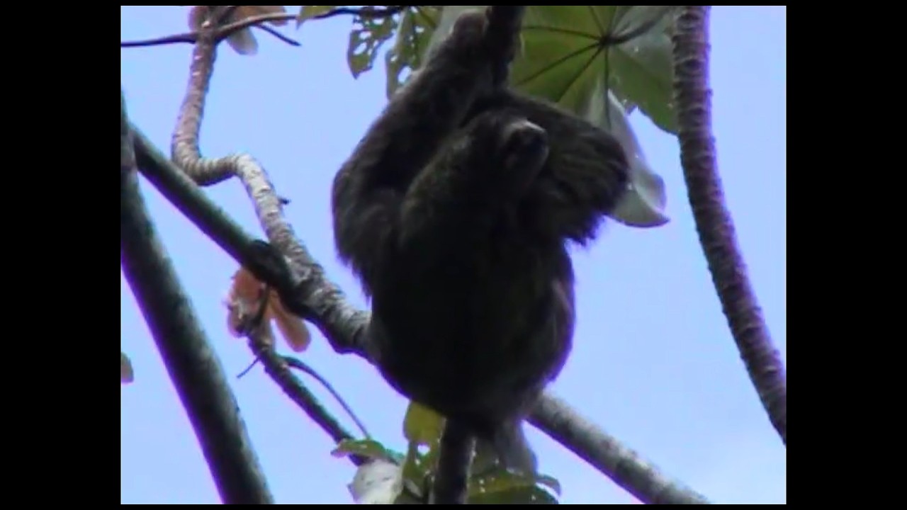 Seria 1 Part 2d Costa Rica Manuel Antonio