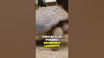 The Surprising Truth Turtles Are Faster and More Fascinating Than You Think #shorts