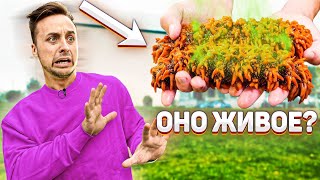 ЭКСТРЕМАЛЬНО КИСЛЫЙ, ОСТРЫЙ И НЕСОВМЕСТИМЫЙ ЧЕЛЛЕНДЖ | ЖИВАЯ ЕДА