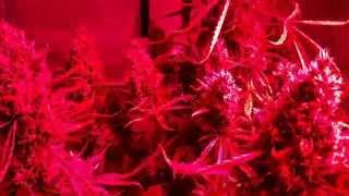 20150728 Ecosunlite 90W LED Growing