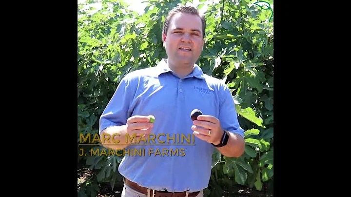 Have You Heard This Common Fig Misperception?