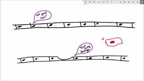 What are the integrative hallmarks of aging?