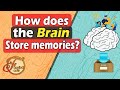 How Does The Brain Store Memories? The process involved to store data for later retrieval