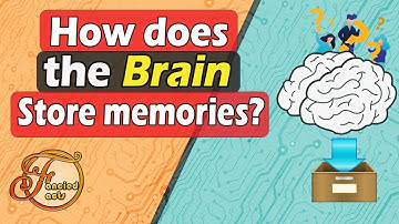 How Does The Brain Store Memories and the process involved to recall