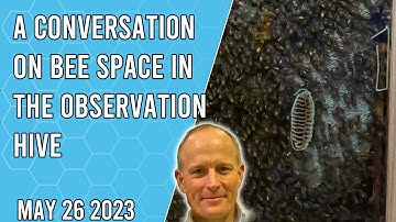 A Conversation on Bee Space in the Observation Hive - Jacksonville FL Zone 9a