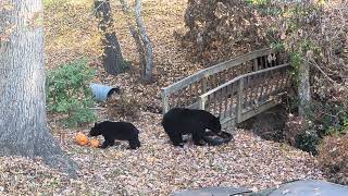 Bear Lola And Cubs Okay, Pumpkins It Is...