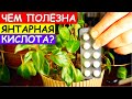 Янтарная Кислота - Скорая Помощь для Комнатных Растений. Это Важно Знать!