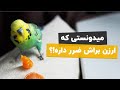 غذای مرغ عشق من چی باشه تا سالم بمونه 