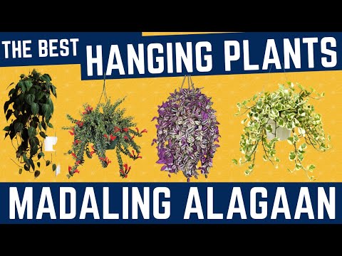 Video: Mga Hanging Plant Basket - Mga Panloob na Halaman Sa Mga Hanging Planter