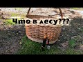 Грибники пошли в лес за грибами. Набрали хороших маслят, рыжиков и красноголовиков. Грибы в лесу!