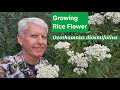 Why is it called Smelly Bush? Also known as Rice Flower