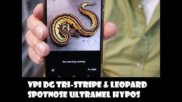 Pastel VPI DG Tri-Stripe project plus Leo Spotnose Ultramel Hypo projects