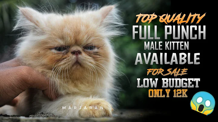 Watch the video about PERSIAN KITTENS FOR SALE| KITTENS|Royal cats|kerala|malappuram| #cats #keralapets #catlove #persian