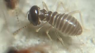 young macrotermes carbonarius colony with workers