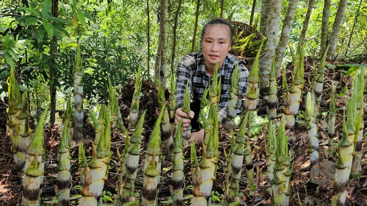 A lucky day in the woods, Harvest tiny bamboo shoots to sell | Tương Thị Mai