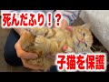 死んだふりをする迷い子猫を保護しました【We rescued a kitten】