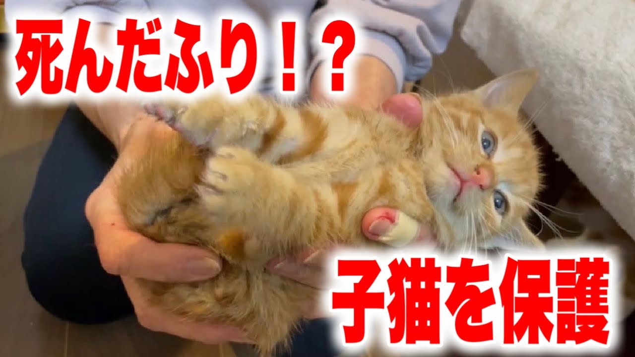死んだふりをする迷い子猫を保護しました We Rescued A Kitten Youtube